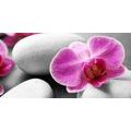 CANVAS PRINT ORCHID FLOWERS ON WHITE STONES - PICTURES FENG SHUI - PICTURES