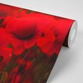 WALL MURAL FIELD OF WILD POPPIES - WALLPAPERS FLOWERS - WALLPAPERS