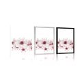 POSTER CHERRY BLOSSOMS - FLOWERS - POSTERS
