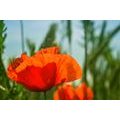 SELF ADHESIVE WALL MURAL RED POPPY - SELF-ADHESIVE WALLPAPERS - WALLPAPERS