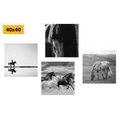 CANVAS PRINT SET FOR HORSE LOVERS IN BLACK AND WHITE - SET OF PICTURES - PICTURES