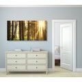 CANVAS PRINT SUNLIT FOREST - PICTURES OF NATURE AND LANDSCAPE - PICTURES