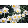 CANVAS PRINT DAISIES IN A GARDEN - PICTURES FLOWERS - PICTURES