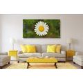 CANVAS PRINT DAISY FLOWER - PICTURES FLOWERS - PICTURES