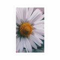 POSTER BEAUTIFUL DAISY - FLOWERS - POSTERS