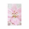 POSTER PINK LILY AND ZEN STONES - FENG SHUI - POSTERS