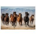 OBRAZ DIVOKÝ BĚH KONÍ KRAJINOU - OBRAZY KONĚ - OBRAZY