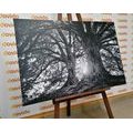 CANVAS PRINT BLACK AND WHITE MAJESTIC TREES - BLACK AND WHITE PICTURES - PICTURES