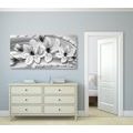 CANVAS PRINT LUXURIOUS MAGNOLIA WITH PEARLS IN BLACK AND WHITE - BLACK AND WHITE PICTURES - PICTURES