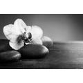 WALL MURAL BLACK AND WHITE ORCHID AND STONES - BLACK AND WHITE WALLPAPERS - WALLPAPERS