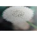 CANVAS PRINT WHITE FLUFFY DANDELION HAT - PICTURES FLOWERS - PICTURES