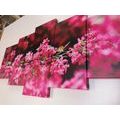 5-PIECE CANVAS PRINT DETAILED CHERRY BLOSSOMS - PICTURES FLOWERS - PICTURES