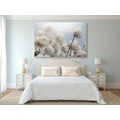 CANVAS PRINT ARCTIC COTTON FLOWERS - PICTURES FLOWERS - PICTURES