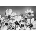 WALLPAPER FLOWERS IN BLACK AND WHITE - BLACK AND WHITE WALLPAPERS - WALLPAPERS