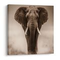 OBRAZ AFRICKÝ SLON V MLZE - OBRAZY SLONI - OBRAZY