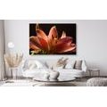 CANVAS PRINT BEAUTIFUL PINK LILY ON A BLACK BACKGROUND - PICTURES FLOWERS - PICTURES