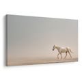 OBRAZ BÍLÝ KŮŇ V POUŠTI - OBRAZY KONĚ - OBRAZY