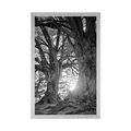 AFFICHE ARBRES MAJESTUEUX - NOIR ET BLANC - AFFICHES