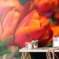 WALL MURAL BEAUTIFUL TULIPS IN THE MEADOW - WALLPAPERS FLOWERS - WALLPAPERS