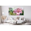 CANVAS PRINT PINK LILY IN BLOOM - PICTURES FLOWERS - PICTURES