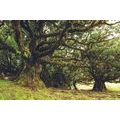 FOTOMURALE – ALBERI COPERTI DI MUSCHIO - CARTA DA PARATI NATURA - CARTA DA PARATI