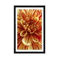 POSTER WITH MOUNT EXOTIC DAHLIA - FLOWERS - POSTERS