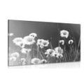 CANVAS PRINT COTTON GRASS IN BLACK AND WHITE - BLACK AND WHITE PICTURES - PICTURES