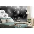 SELF ADHESIVE WALLPAPER BLACK AND WHITE FLUFFY DANDELION - SELF-ADHESIVE WALLPAPERS - WALLPAPERS
