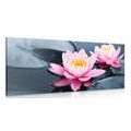 TABLOU FLOARE DE LOTUS PE LAC - TABLOU FLORI - TABLOURI