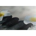 CANVAS PRINT HARMONIOUS STONES AND PLUMERIA FLOWER - PICTURES FENG SHUI - PICTURES