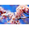 CANVAS PRINT SPRING CHERRY BLOSSOMS - PICTURES FLOWERS - PICTURES