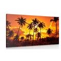 CANVAS PRINT OF COCONUT PALMS ON THE BEACH - PICTURES OF NATURE AND LANDSCAPE{% if product.category.pathNames[0] != product.category.name %} - PICTURES{% endif %}