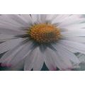 CANVAS PRINT BEAUTIFUL DAISY - PICTURES FLOWERS - PICTURES