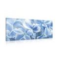 CANVAS PRINT BLUE-WHITE HYDRANGEA FLOWERS - PICTURES FLOWERS - PICTURES