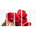 5-PIECE CANVAS PRINT RED TULIPS BLOOMING - PICTURES FLOWERS - PICTURES