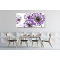 CANVAS PRINT BLOOMING PURPLE GARLIC FLOWERS - PICTURES FLOWERS - PICTURES