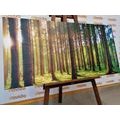 CANVAS PRINT MORNING IN THE FOREST - PICTURES OF NATURE AND LANDSCAPE - PICTURES