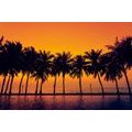 TAPETA ZÁPAD SLUNCE NAD PALMAMI - TAPETY PŘÍRODA - TAPETY