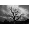 CANVAS PRINT BLACK AND WHITE TREE ON THE MEADOW - BLACK AND WHITE PICTURES - PICTURES