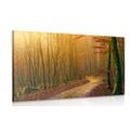 WANDBILD WEG IN DEN WALD - BILDER VON NATUR UND LANDSCHAFT - BILDER