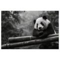 OBRAZ PANDA ODPOČÍVAJÍCÍ NA BAMBUSU - OBRAZY ZVÍŘAT - OBRAZY
