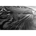 CANVAS PRINT BENGAL TIGER IN BLACK AND WHITE - BLACK AND WHITE PICTURES - PICTURES