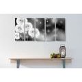 5-PIECE CANVAS PRINT FLUFFY DANDELION IN BLACK AND WHITE - BLACK AND WHITE PICTURES - PICTURES