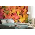 WALL MURAL AUTUMN LEAVES - WALLPAPERS NATURE - WALLPAPERS