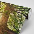 WALL MURAL MAJESTIC TREES - WALLPAPERS NATURE - WALLPAPERS