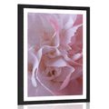 POSTER WITH MOUNT PETALS OF CARNATION - FLOWERS - POSTERS