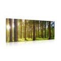 CANVAS PRINT MORNING IN THE FOREST - PICTURES OF NATURE AND LANDSCAPE - PICTURES