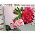 WANDBILD PFINGSTROSEN IN ROSA - BILDER BLUMEN - BILDER