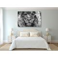 CANVAS PRINT LION'S FACE IN BLACK AND WHITE - BLACK AND WHITE PICTURES - PICTURES