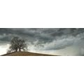 CANVAS PRINT LONELY TREES - PICTURES OF NATURE AND LANDSCAPE - PICTURES